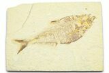 Detailed Fossil Fish (Diplomystus) - Wyoming #372311-1